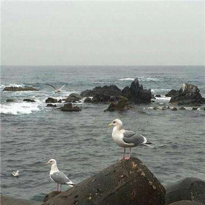 台风“贝碧嘉”将在江浙沿海登陆，多地有大到暴雨