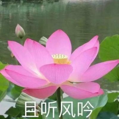 天安门广场“祝福祖国”花篮盛装亮相